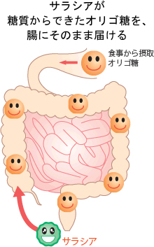 サラシアがオリゴ糖を腸に届ける