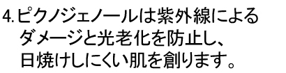 4.ピクノジェノールは紫外線によるダメージと光老化を防止します。