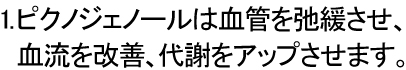 1.ピクノジェノールは血管を弛緩させ、血流を改善します